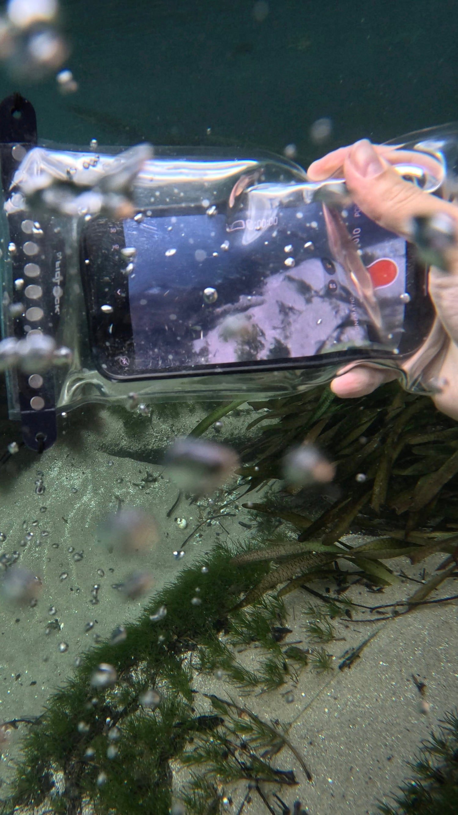 a clear phone case to take pictures underwater